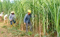 Ngành mía đường “đứng vững” trước hội nhập