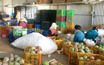 Xót xa nông sản mùa dịch: Bí đổ bỏ cho bò, xoài Úc rẻ như cho không ai mua