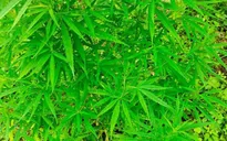 Người nước ngoài trồng, tàng trữ cần sa khô sẽ bị xử lý ra sao?