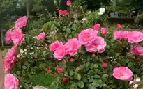 Du lịch hoa hồng hút khách sau hơn một năm đại dịch