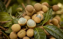 Nhãn lồng Sơn La bán tại châu Âu giá gần 500.000 đồng/kg