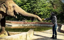 Nuôi nhốt voi trong vườn thú có thể bị coi là bất hợp pháp tại Anh