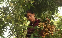 Nhãn chín sớm Hưng Yên mất mùa, giá bán tăng vọt