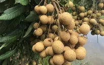 Nhãn lồng Hưng Yên lên sàn thương mại điện tử