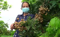 Hợp tác xã đầu tiên tại Hưng Yên xuất khẩu nhãn sang EU