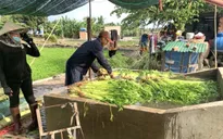 Thành lập Tổ công tác chỉ đạo sản xuất, kết nối tiêu thụ nông sản khu vực phía Nam