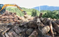 Tạm đình chỉ Hạt trưởng Hạt Kiểm lâm Tuần Giáo liên quan việc phá rừng phòng hộ