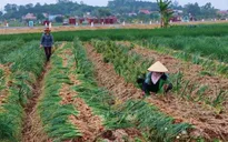 Giải pháp nào cho quá trình cung ứng nông sản không bị ngưng trệ?