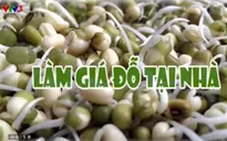 Cách làm giá đỗ tại nhà