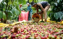 Giá cà phê lập đỉnh