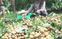 Giải pháp nào để nhãn được mùa không bị mất giá?
