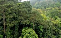 Tìm thấy thi thể thanh niên mất tích 17 ngày trong rừng sâu