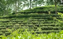 Tràn lan chè Thái Nguyên không rõ nguồn gốc