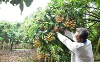 Hàng trăm hợp tác xã, DN sẽ tham gia kết nối tiêu thụ nông sản