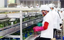 Triển khai gói hỗ trợ đào tạo lại nghề cho lao động
