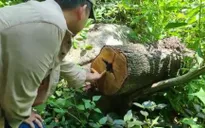 Ngang nhiên chặt phá cây rừng phòng hộ mở đường lên núi Dinh