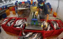 Kim ngạch xuất khẩu thủy sản 6 tháng đạt 4,1 tỷ USD
