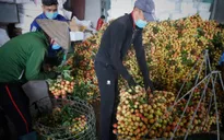 Bắc Giang thắng lớn vụ vải thiều năm 2021