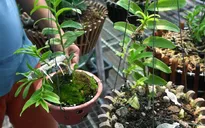 Bỏ tiền tỷ mua phải 3 cây lan đột biến giả