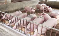 Giá lợn hơi xuống mức thấp nhất trong vòng 2 năm