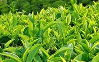 Tác dụng của trà xanh đối với bệnh giảm sút trí tuệ