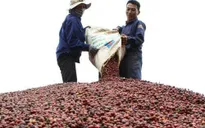 Xuất khẩu cà phê đặc sản sang châu Âu
