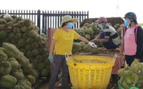 Trung Quốc mở cửa, nhiều nông sản Việt Nam tăng giá gấp đôi