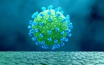Triển vọng phát triển vaccine COVID-19 từ thực vật với khả năng sinh kháng thể nhiều gấp 50 lần
