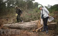 Khởi tố vụ án, khởi tố bị can vụ phá rừng nguyên sinh ở Lâm Đồng