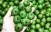 Sấu đông lạnh bán giá 300.000 đồng/kg