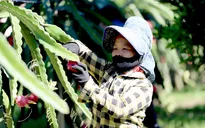 Sơn La xuất khẩu 10 tấn thanh long ruột đỏ sang Nga