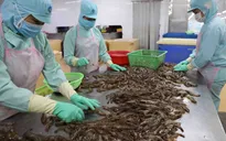 Doanh nghiệp ứng phó thế nào để tránh đứt gãy sản xuất trong dịch?