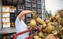 Người dân đổ xô mua nước dừa, Trung Quốc tăng nhập khẩu