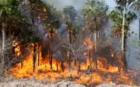 Cháy rừng trong điều kiện khô nóng, gió thổi mạnh diễn ra trên khắp Paraguay