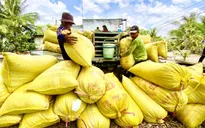 Tăng hạn mức cho vay, đảm bảo đủ vốn cho thu mua lúa gạo