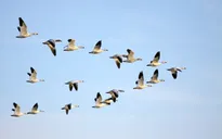 Yếu tố cần thiết giúp các loài di cư thích ứng với biến đổi khí hậu