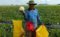 Nông sản "kêu cứu" mùa dịch