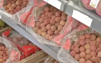 Lần đầu tiên vải thiều Việt Nam theo đường biển sang châu Âu