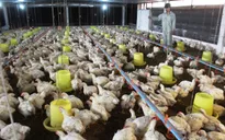 Giá gà công nghiệp thấp lịch sử chỉ... 5.000 đồng/kg