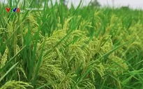 Trung Quốc: Trồng thành công "lúa khổng lồ"