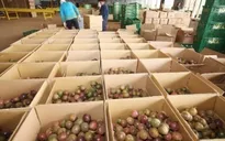Nỗ lực đưa hàng Việt Nam sang Mỹ trong mùa dịch