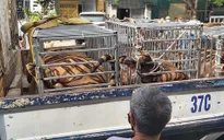 Phát hiện cơ sở nuôi nhốt 17 cá thể hổ trái phép