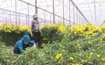 Giá hoa lao dốc, người trồng “khóc ròng”