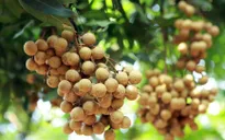 Đặc sản "tiến vua” lên sàn