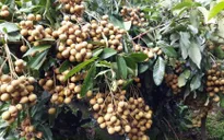 Hỗ trợ tiêu thụ nông sản cho Đồng bằng sông Cửu Long
