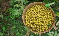 Nhãn giảm giá sâu còn 8.000 đồng/kg, người dân âu sầu mang quả vào lò sấy