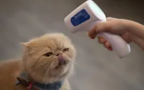 Đột biến COVID-19 cực kỳ nguy hiểm có thể xuất hiện ở vật nuôi của chúng ta?