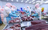 Xuất khẩu cá ngừ đối mặt với thách thức