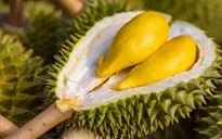 Sầu riêng Việt "cháy hàng" tại Australia