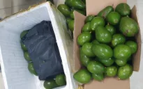 Hà Nội: Triệt phá đường dây lợi dụng xe luồng xanh vận chuyển ma túy "đội lốt" hoa quả